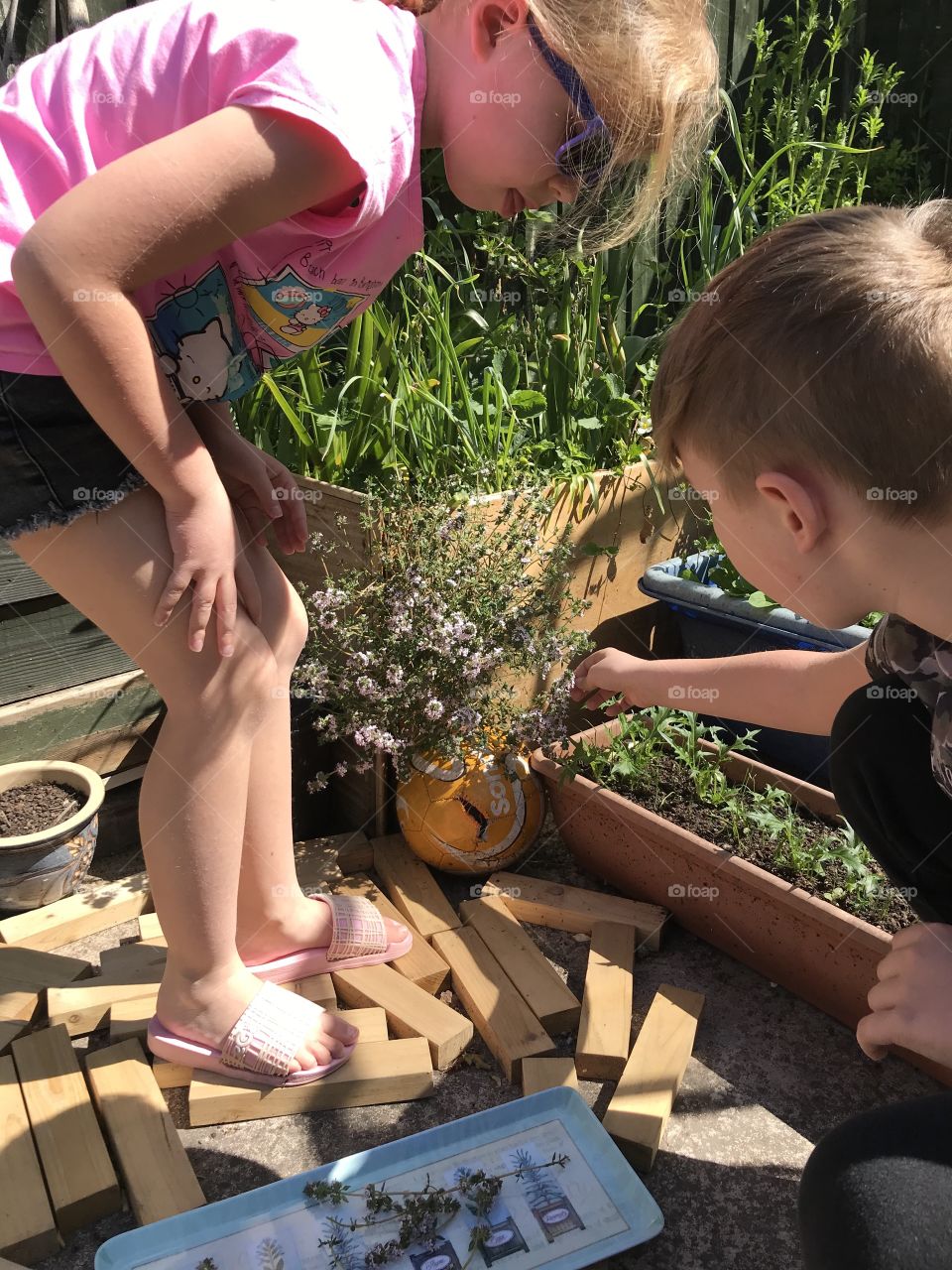 Kids picking thyme herbs for drying, after doing research in the herb book about the usage (part of homeschooling garden lesson)