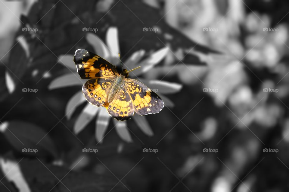 Moth on Flower spot color