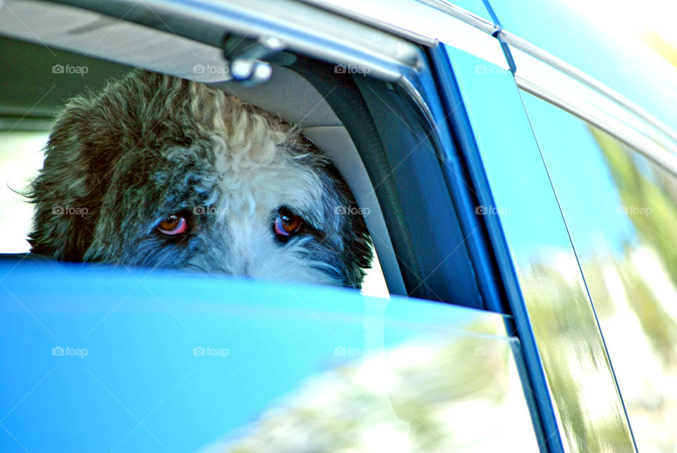 photo story of a labradoodle dog patiently waiting in the car looking out the window