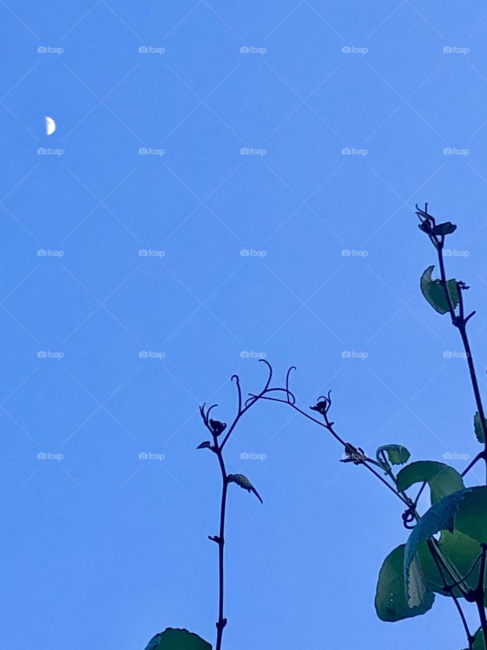 Vines reaching out for the sun but only the crescent moon was visible against the blue sky!