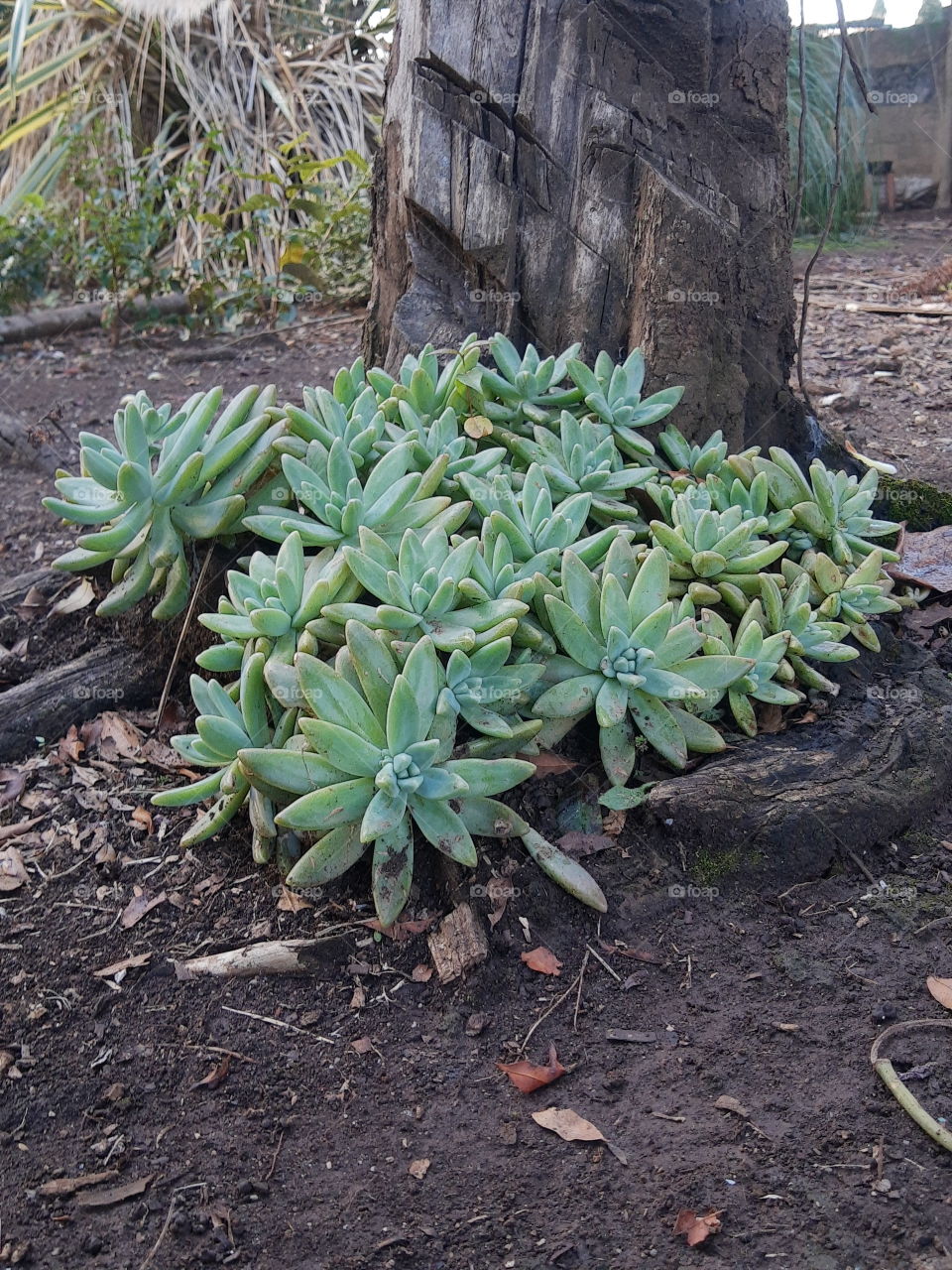 succulent plants on the ground