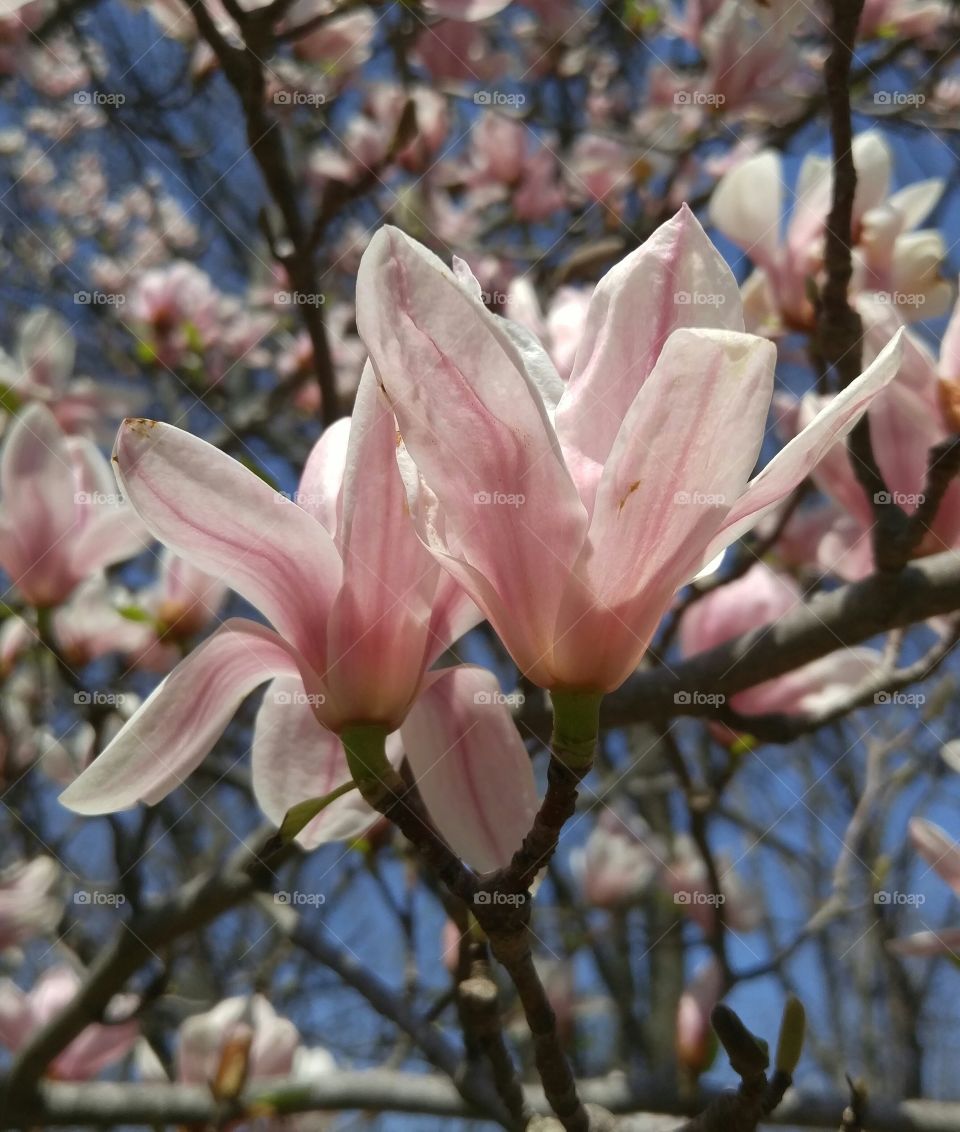 magnolia blossom