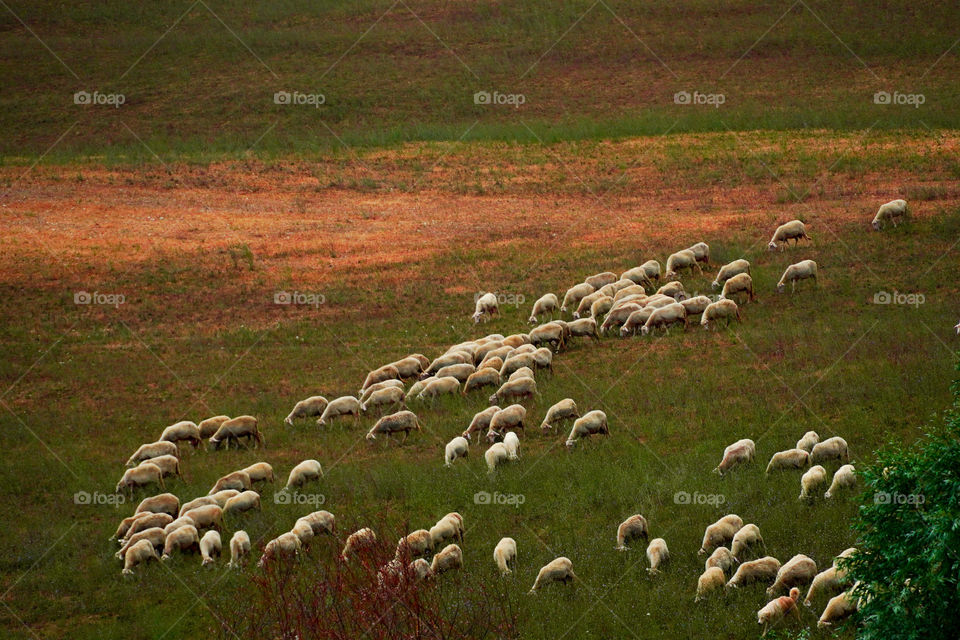 a flock of sheep