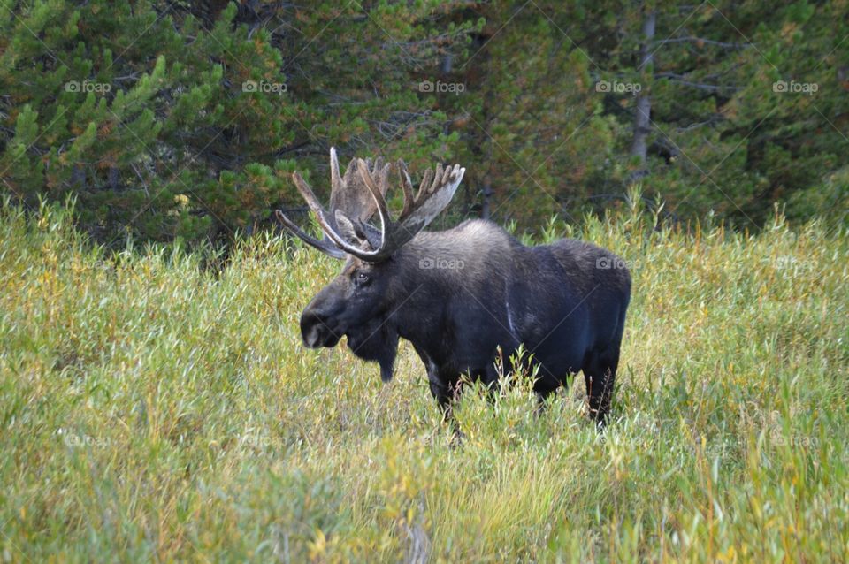 a moose in an open meadow