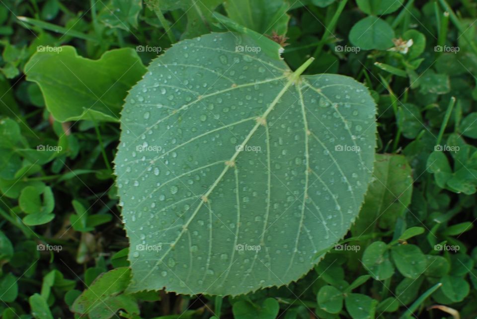 Leaf on grass 