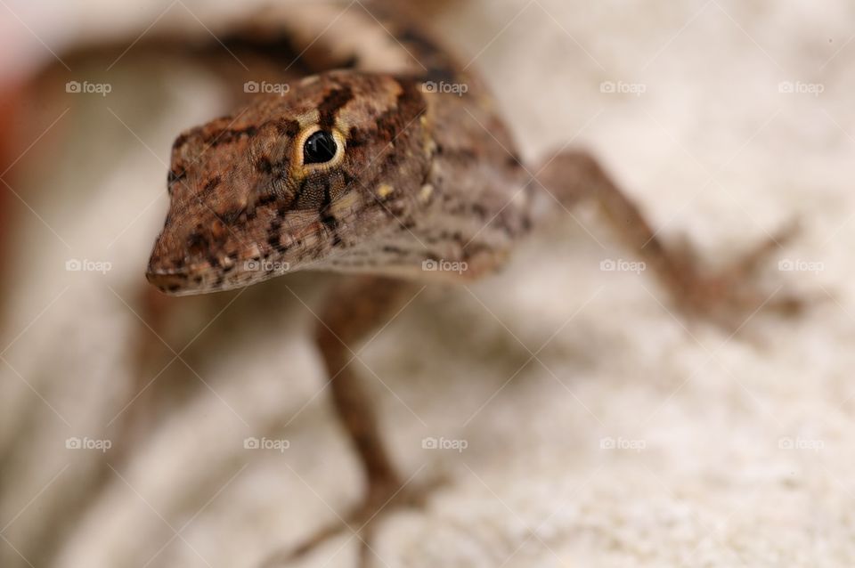 Florida Lizard. Common Florida Lizard Posing for the Camera