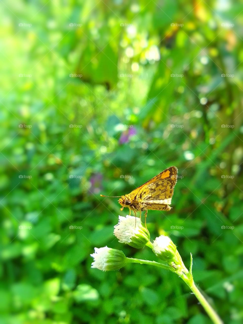Sri Lankan Butterflies.