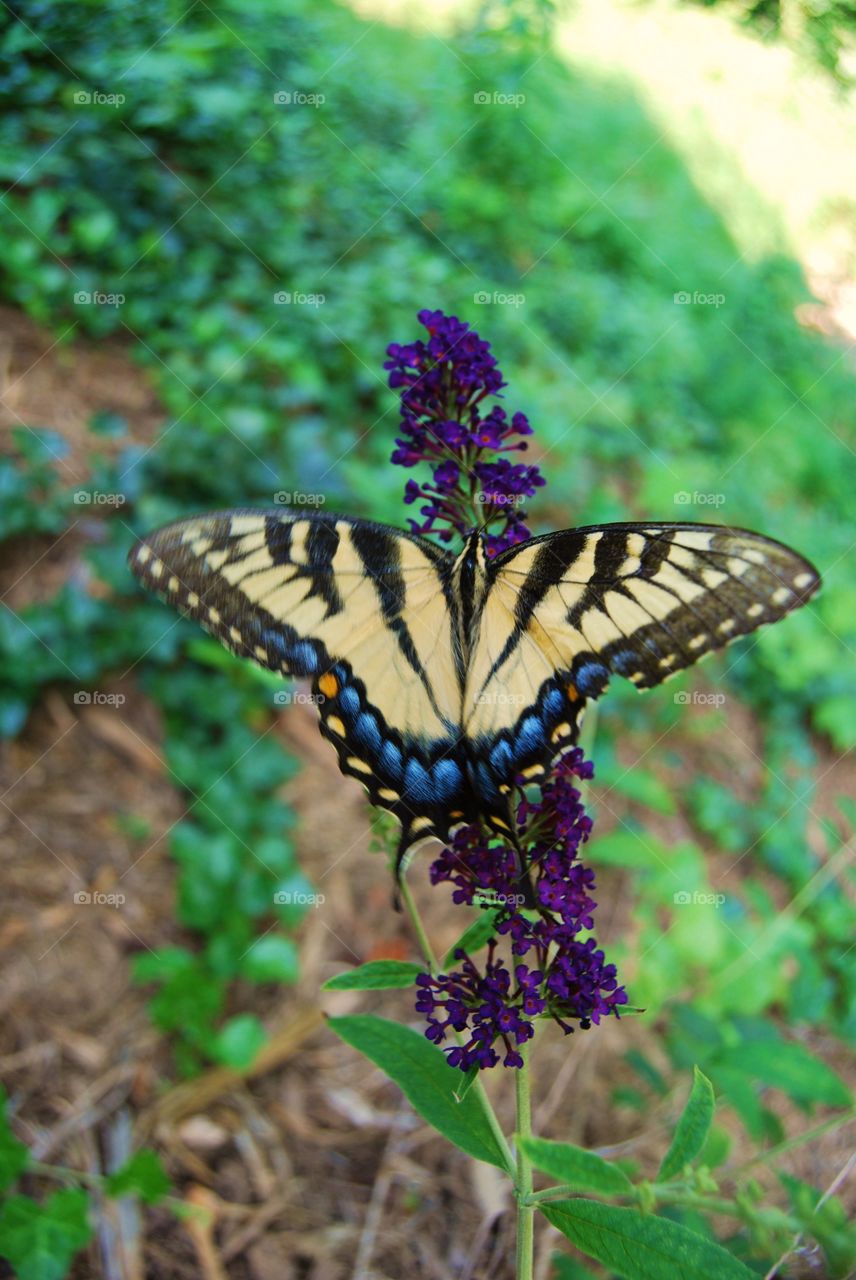 Butterfly in the garden