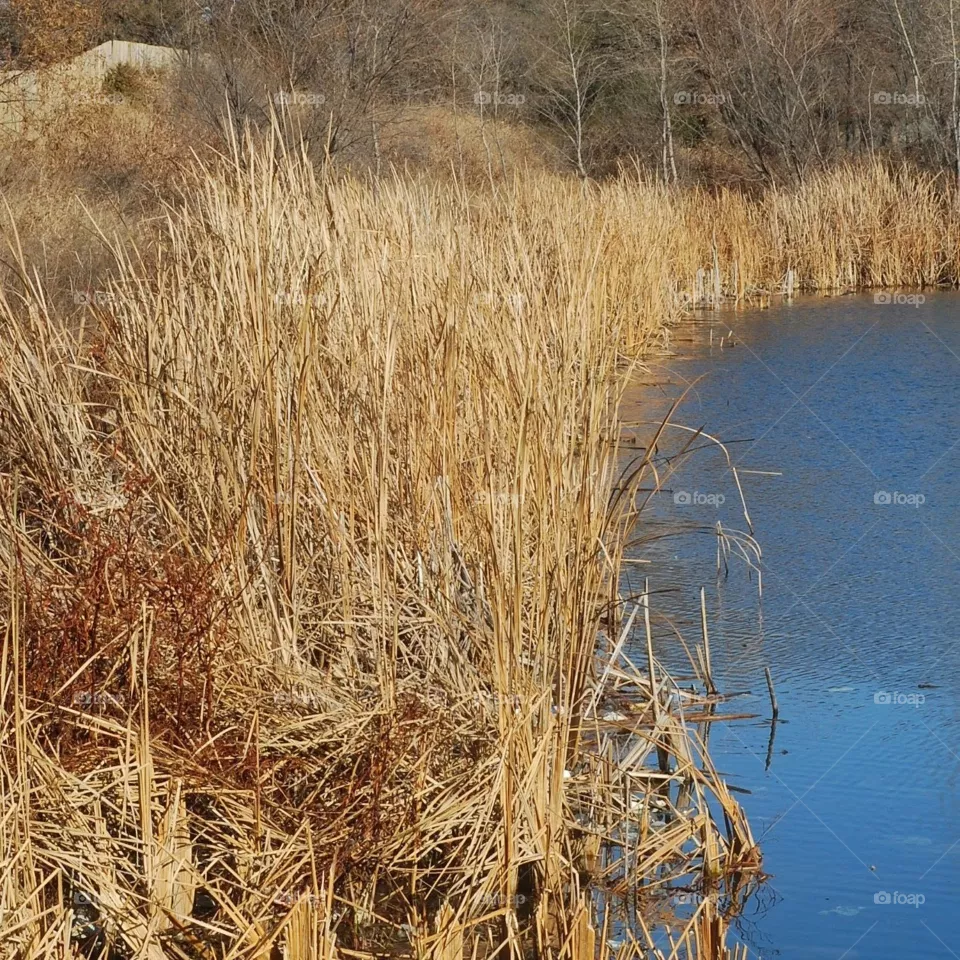 wetlands
