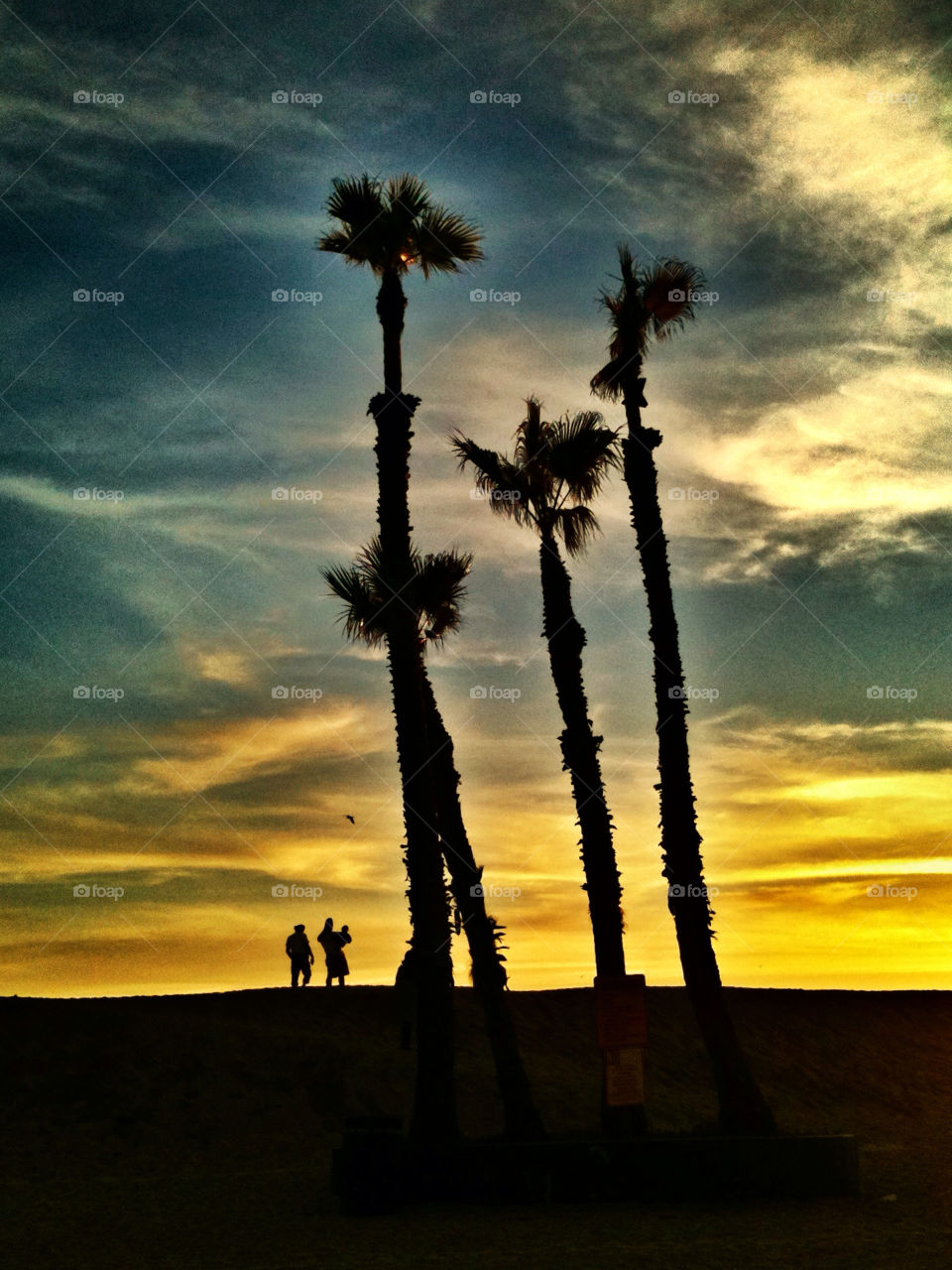 beach sky sunset palm by analia