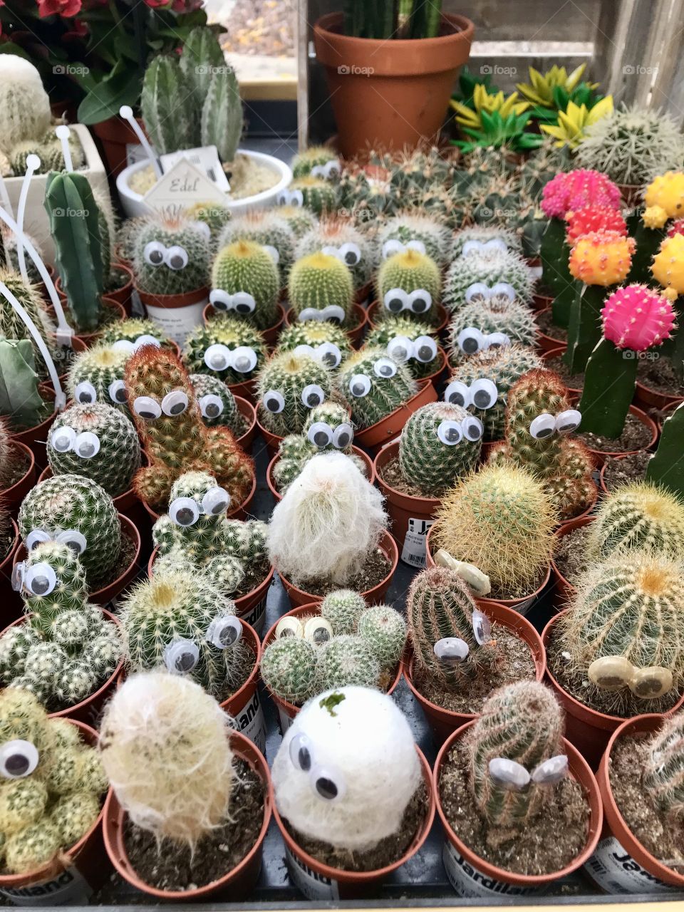 Cactus mini