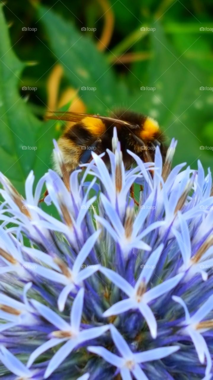 blue  flower worker