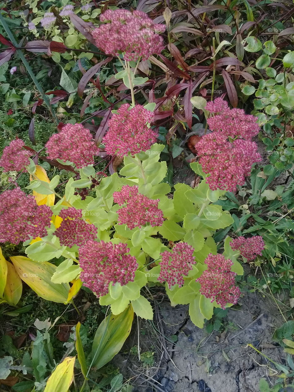 My flowers in autumn