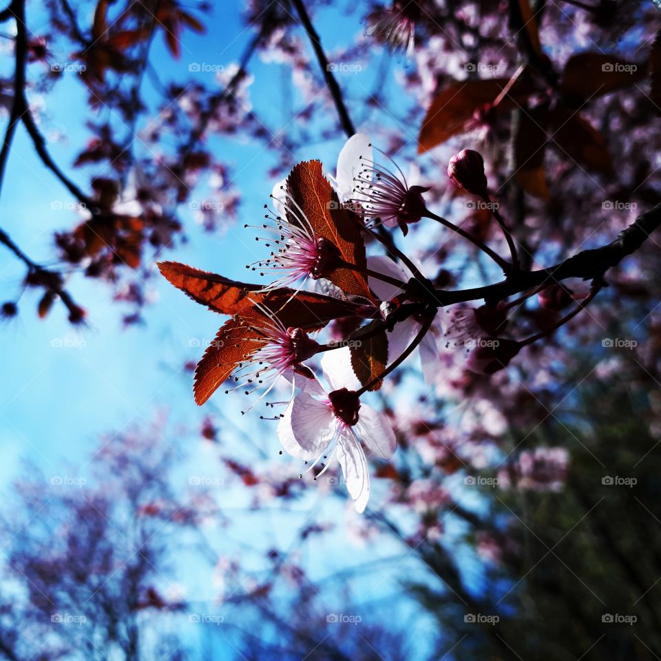 beautiful bloom blossom color colorful flower flowers ilovespring  pretty season seasons spring springtime sun sunny tree trees warm sunnyday