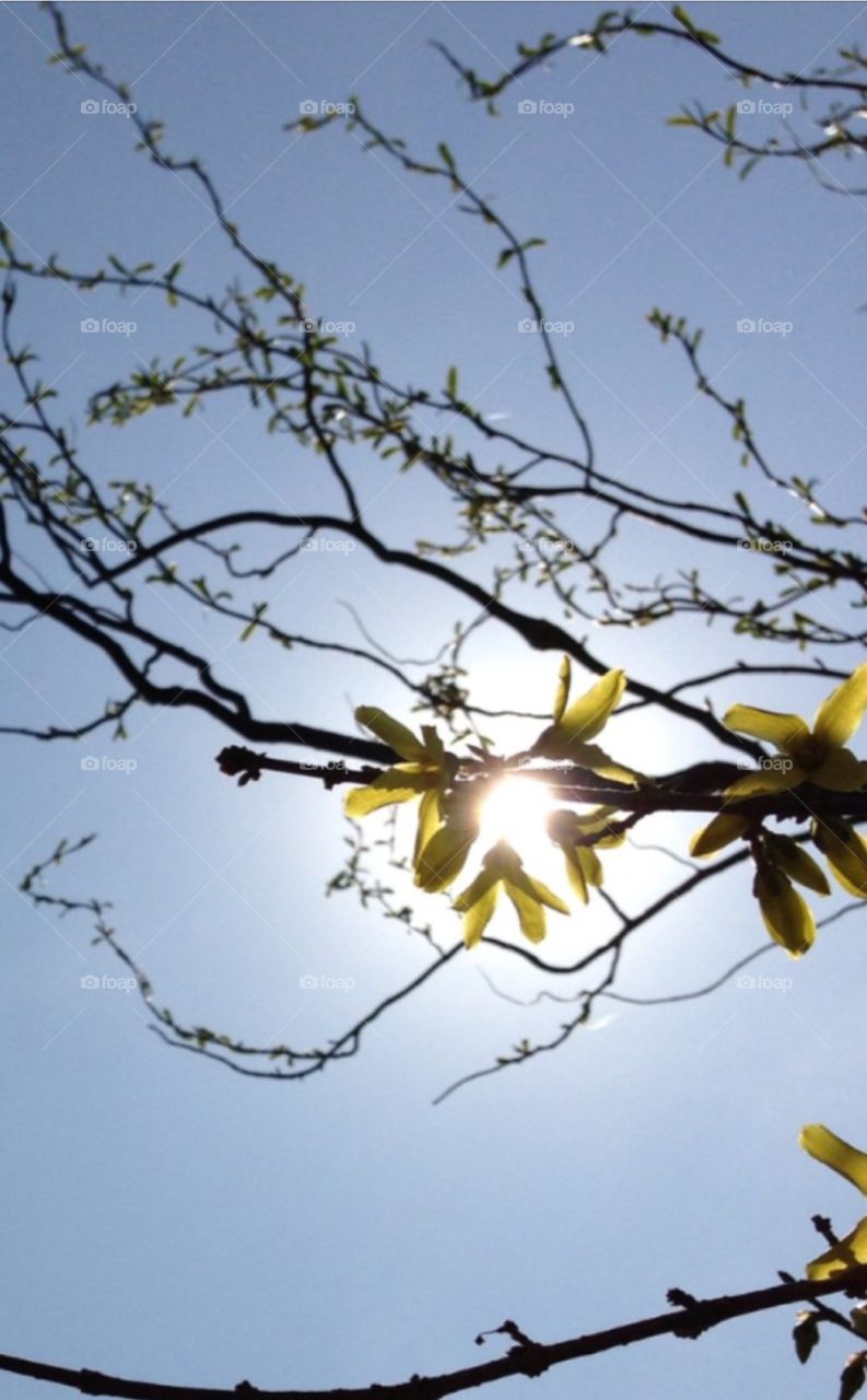 Backlit beauty