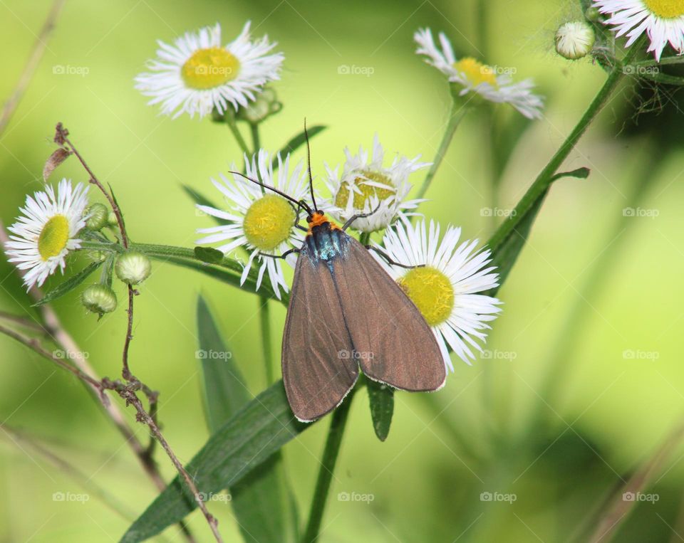 plant and insect