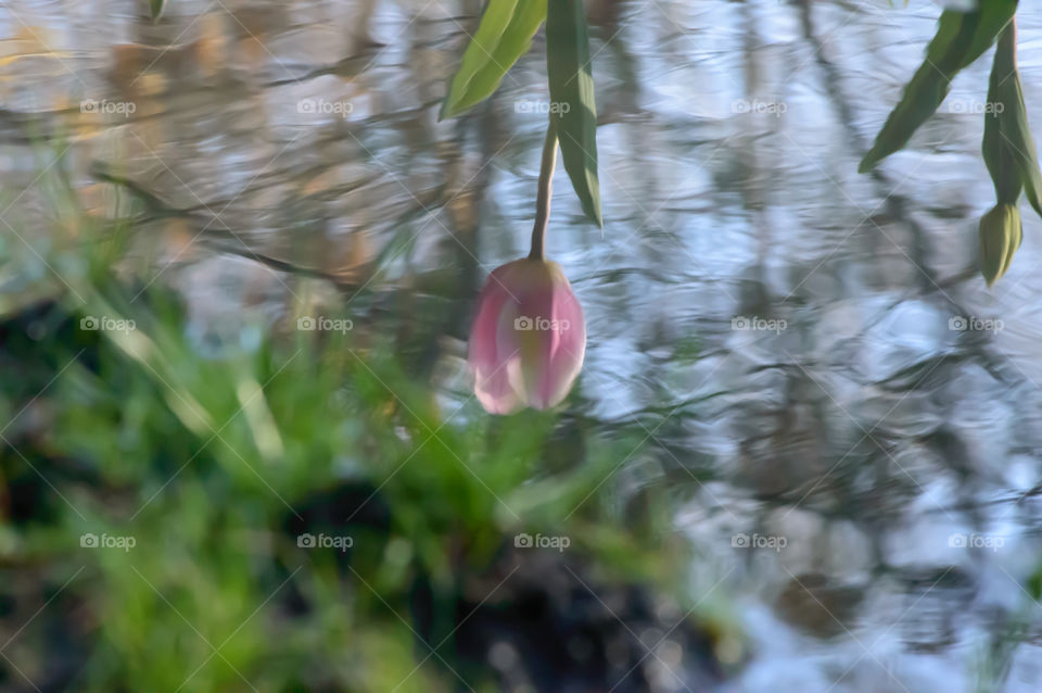 Reflection of tulips on moving water after rain storm 