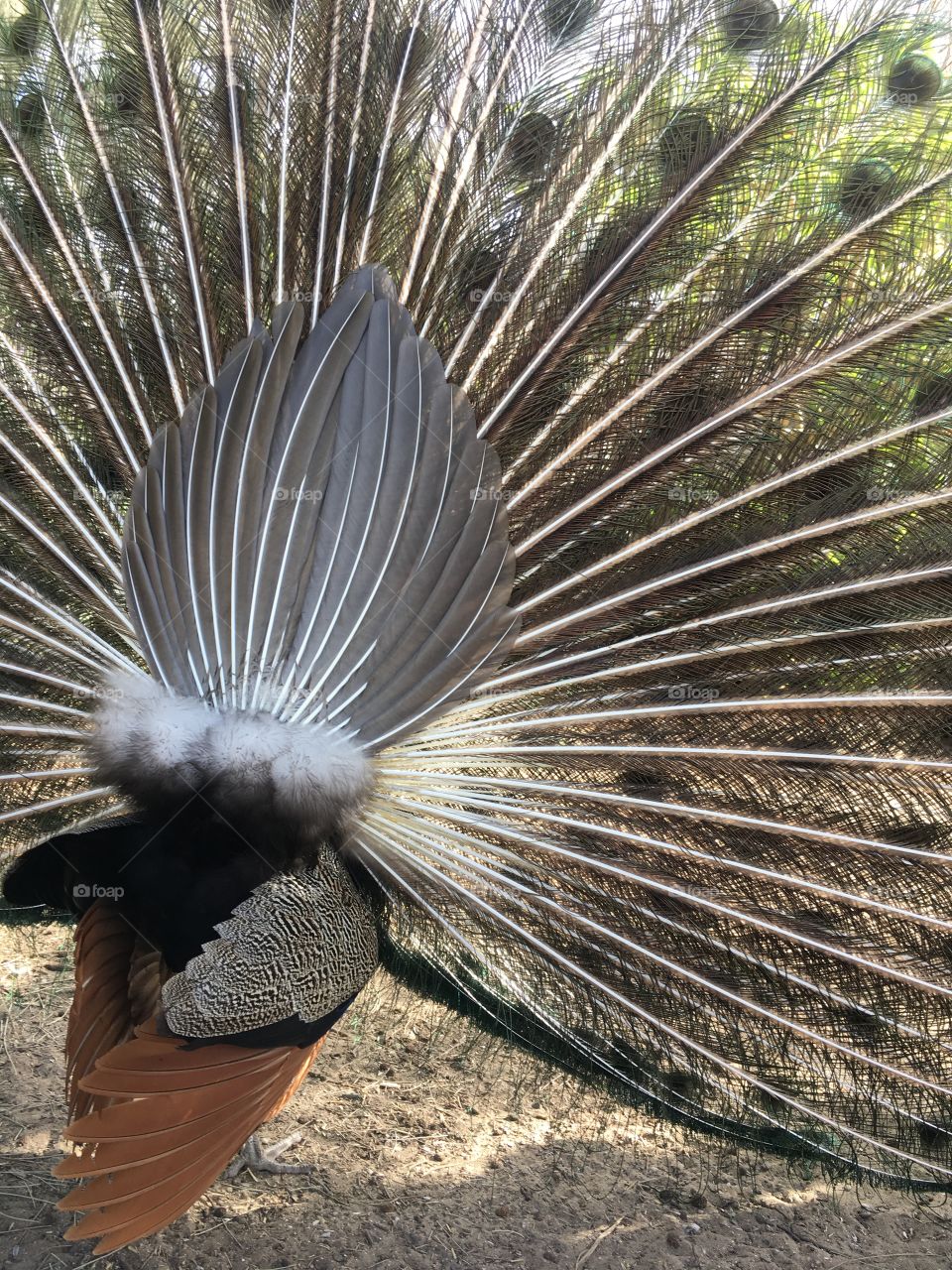 Peacock dance