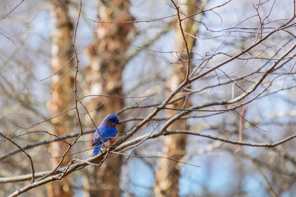 Foap, Color vs Black and White: A pop of blue from an Eastern Bluebird amidst the drab colors of the late autumn forest landscape. Yates Mill Park, Raleigh, North Carolina. 