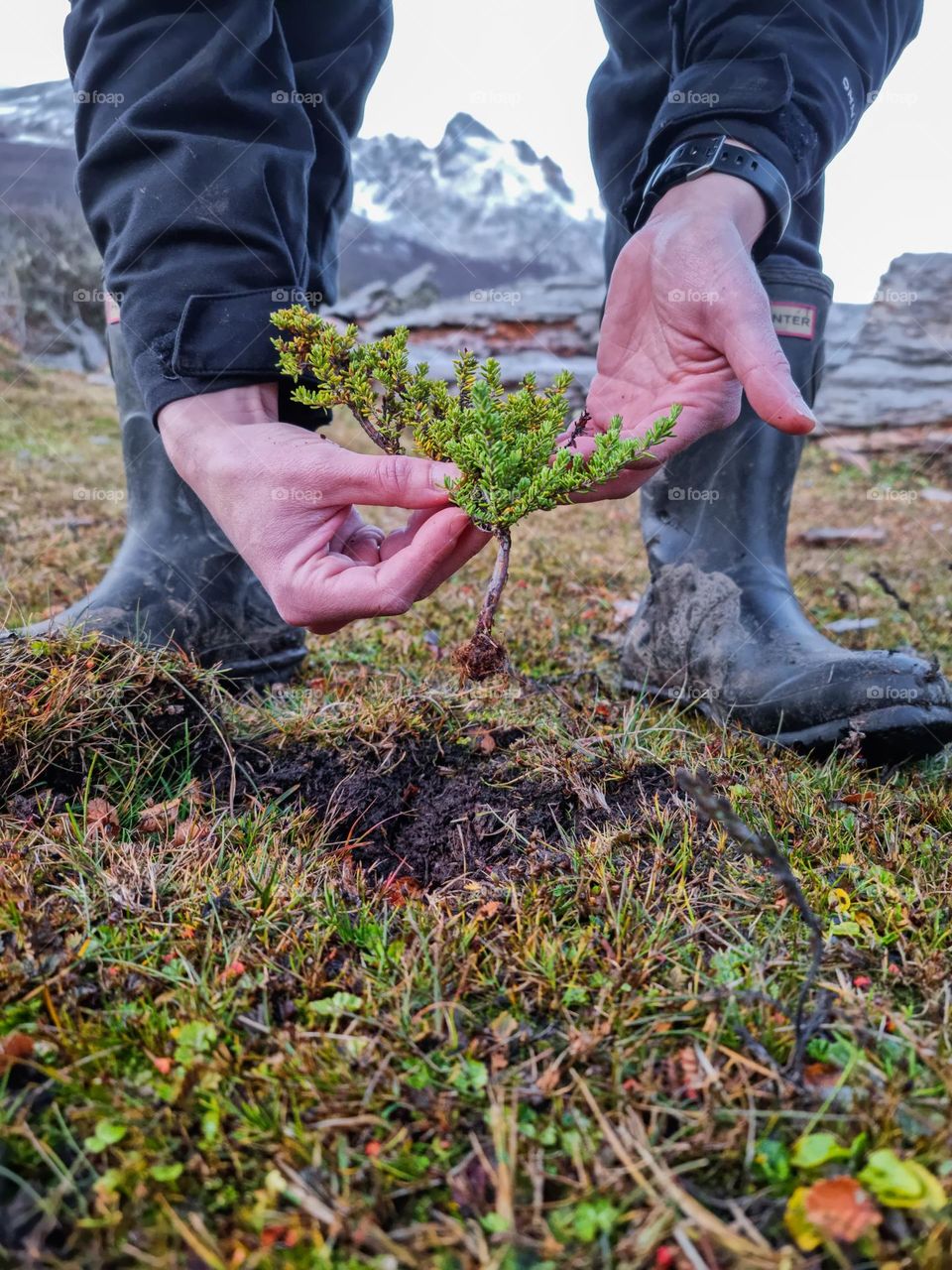 the hands of a person holding a small bush that she will plant in the hole she made on the wet black and fertile soil. The rubber boots of the person and a country background are also seen.