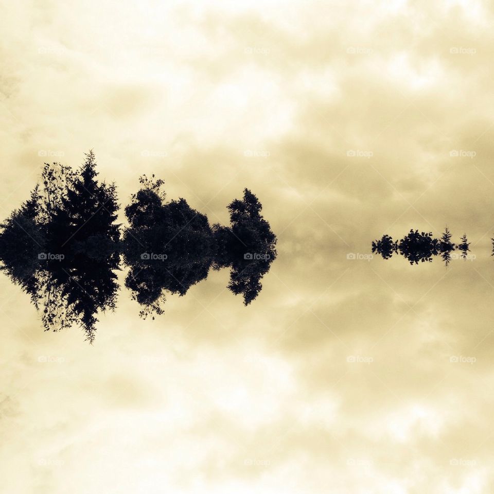 Mirrored trees 1