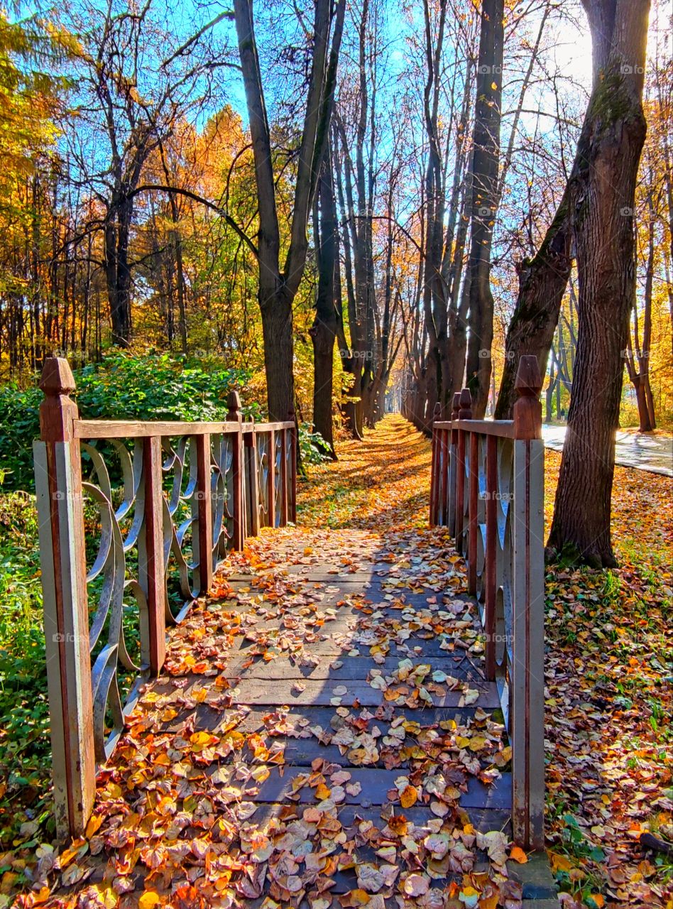 autumn.  A park.  Wooden bridge.  Path in the park.  Multi-colored trees.  Blue sky