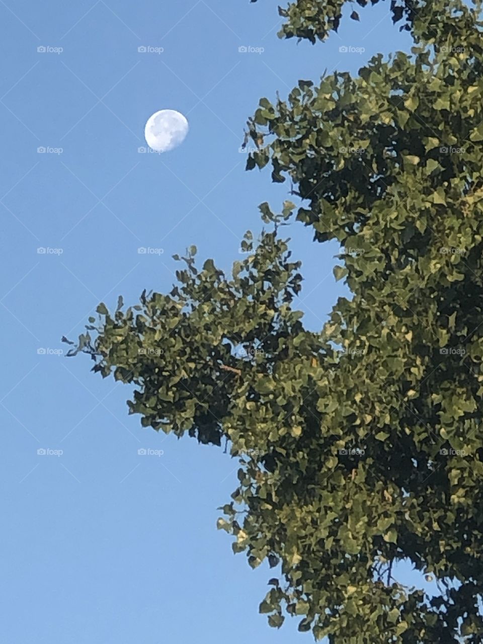 moon and tree