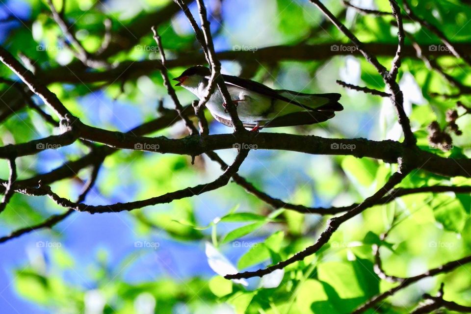 Sparrow 