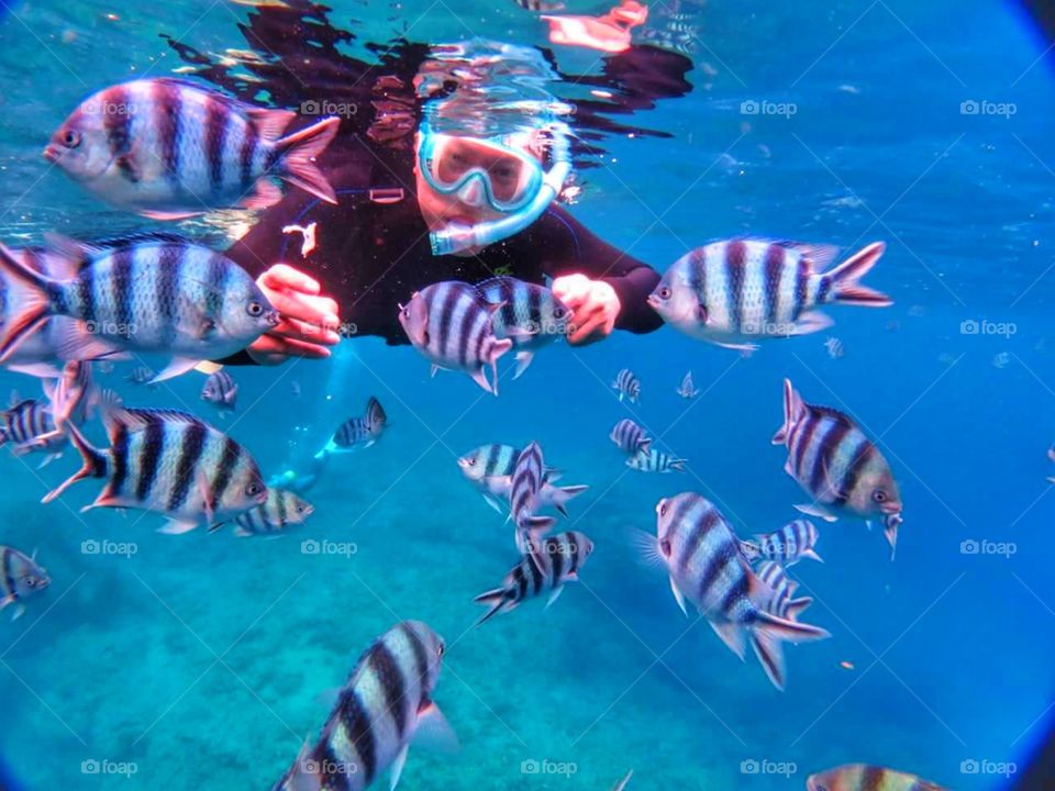 mergulhador peixes fish