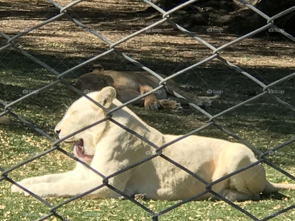 White lion @ Casela Park , Mauritius 