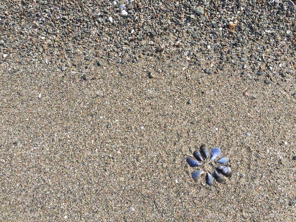 Blue mussel flower