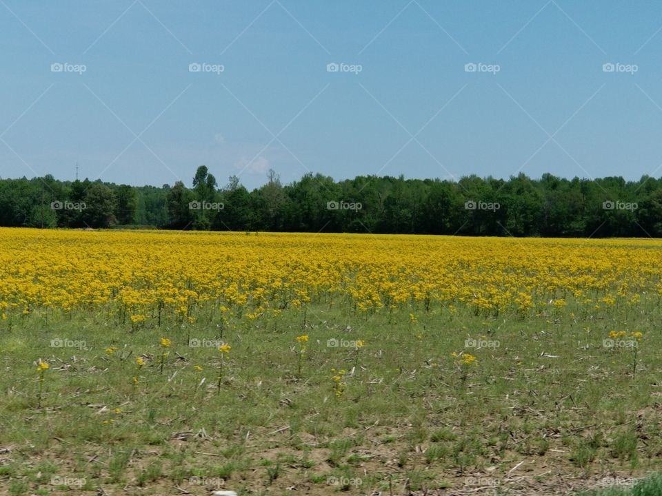Field full of Kentucky's State Flower: The Goldenrod