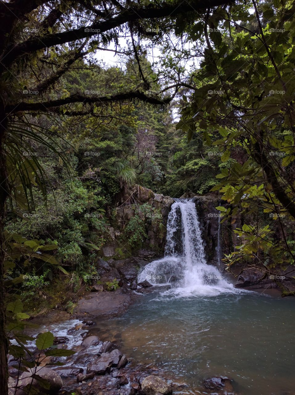 Rain Forest Falls