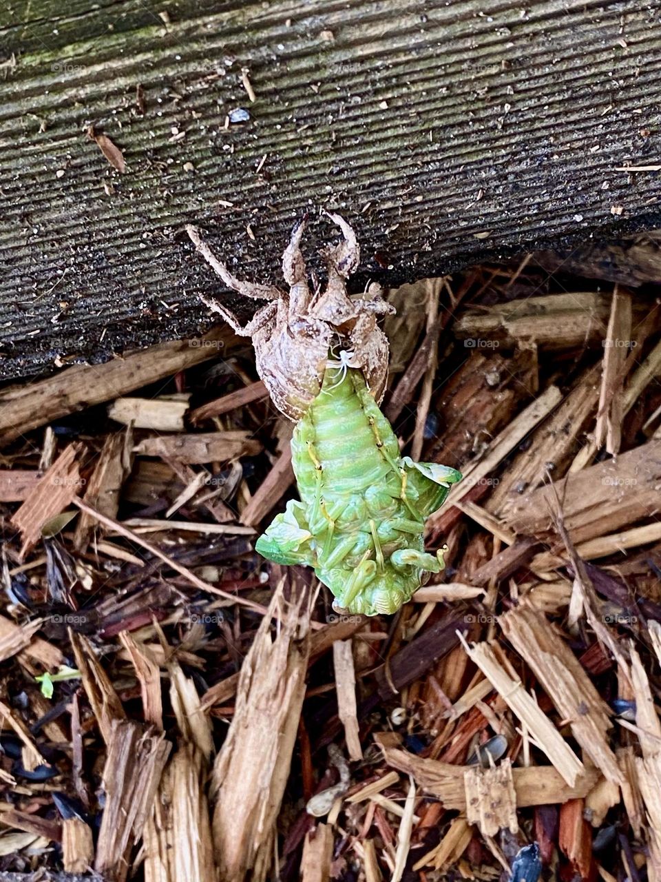 Green cicada emerging from its shell 