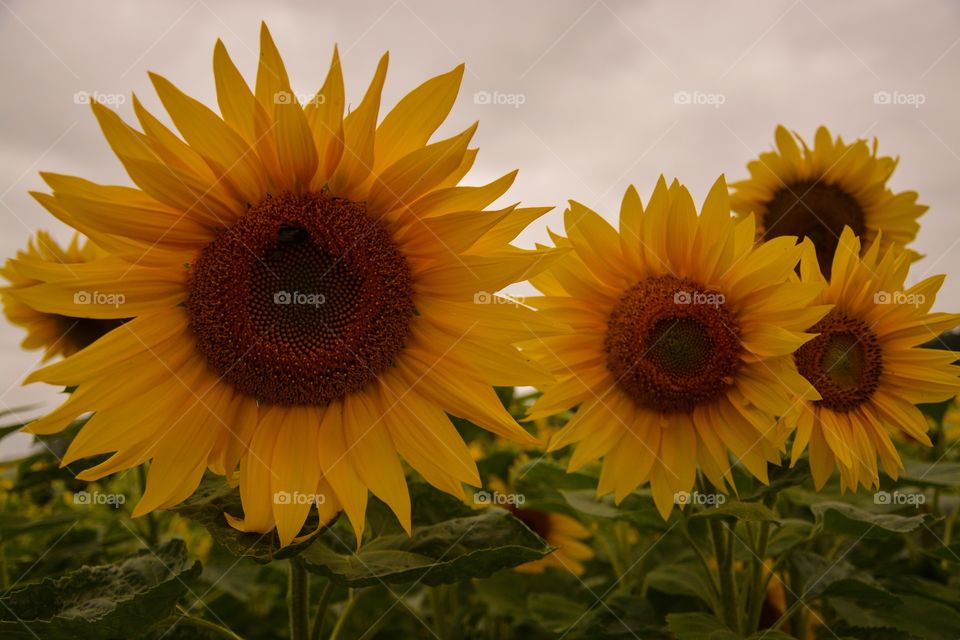 Sunflower, Flower, Nature, Summer, Flora