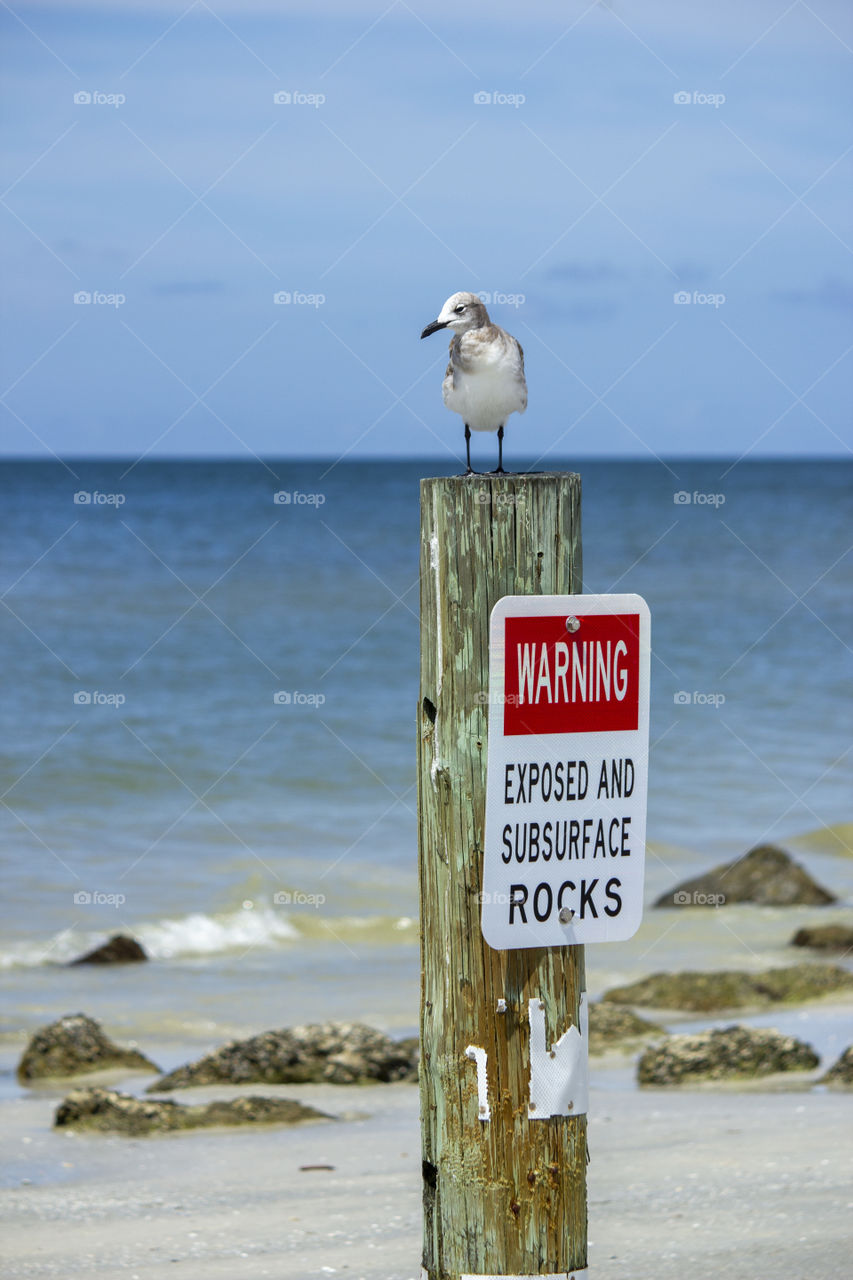 Seagull sitting on post with surface rock warning sign