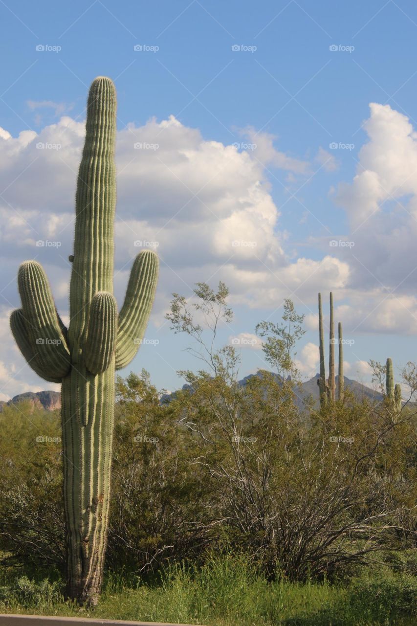 Saguaro Cactus in Arizona Desert
