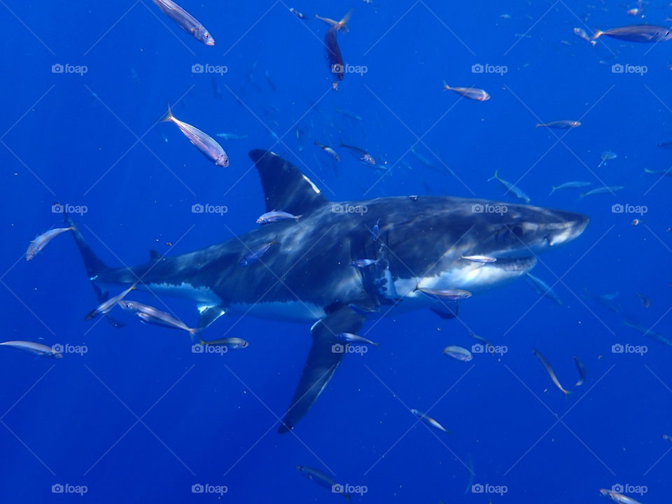 Fish are our Friends