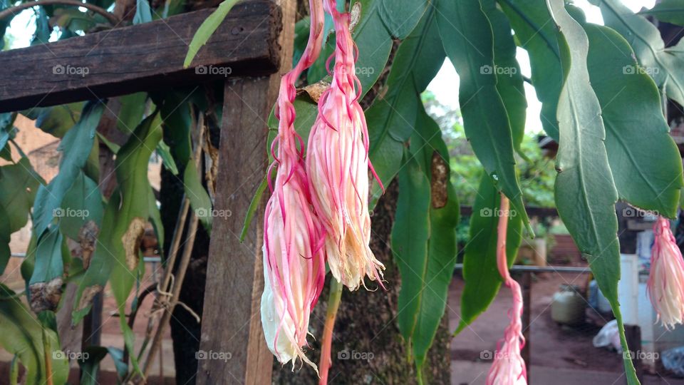 Flores exóticas, não sei o nome. Tem semelhança de orquídeas.
