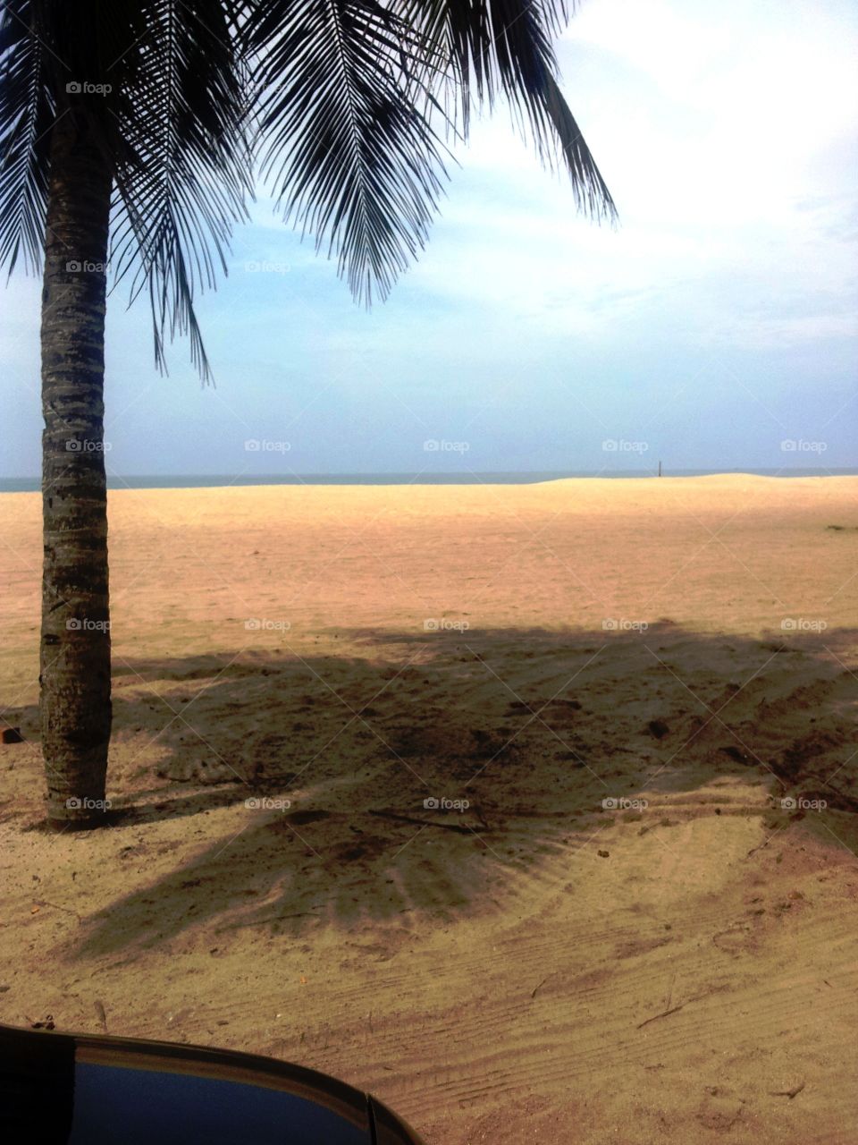 coconut tree and shadow