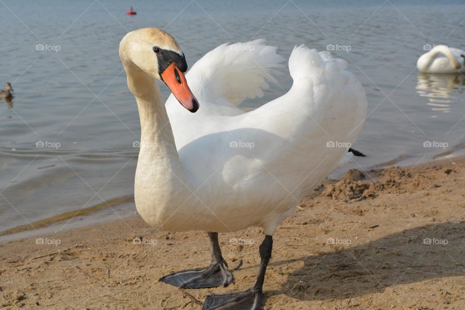 white swan beautiful portrait spring time