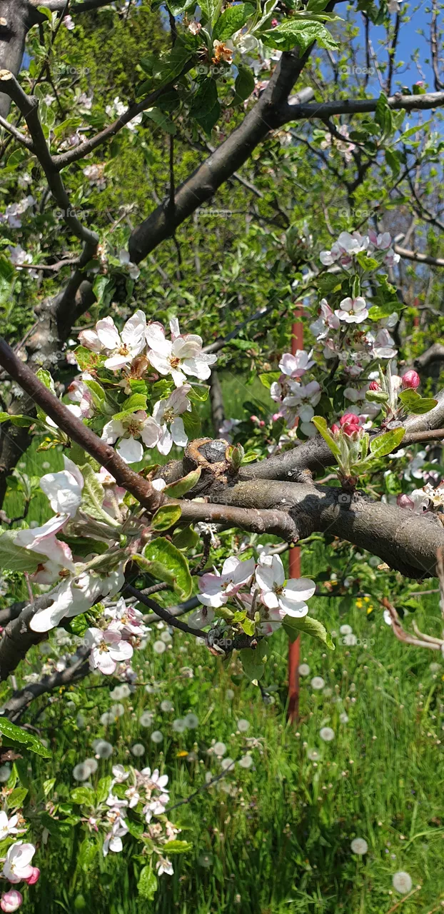 apple tree