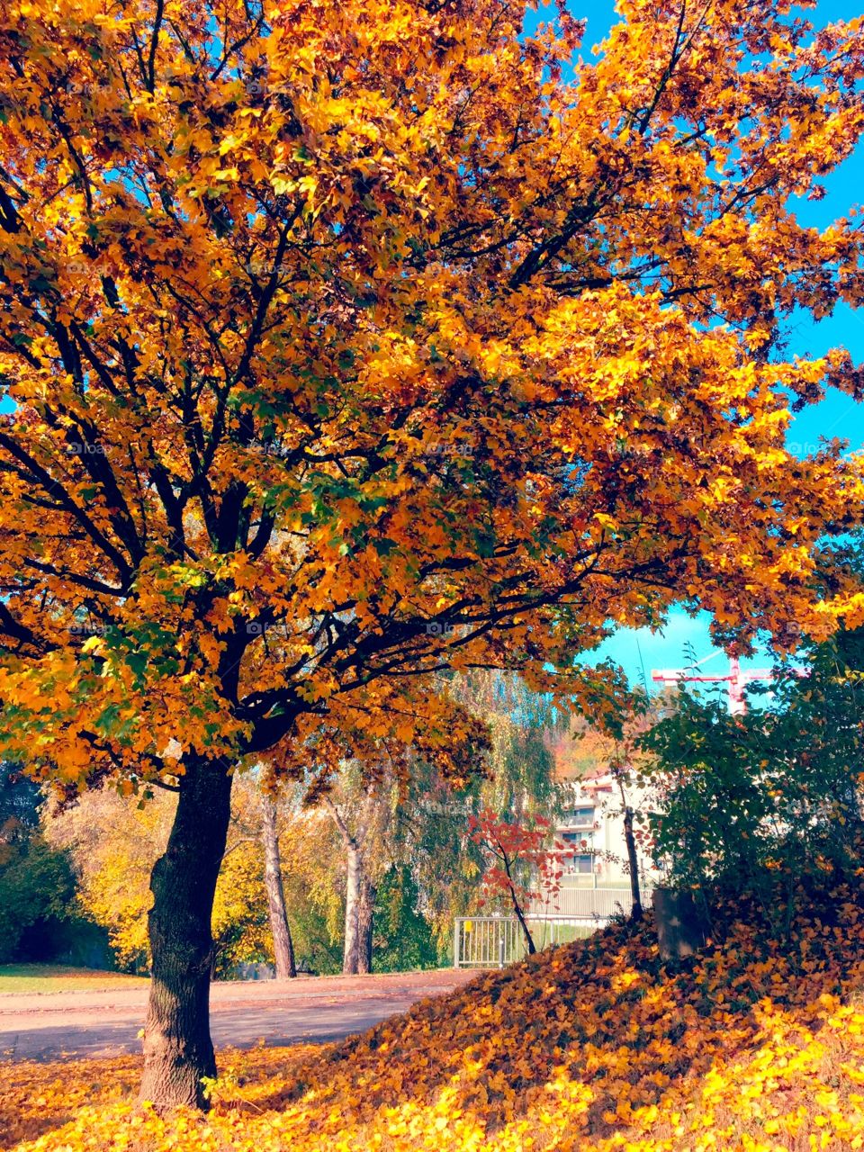 Beautiful autumn in switzerland