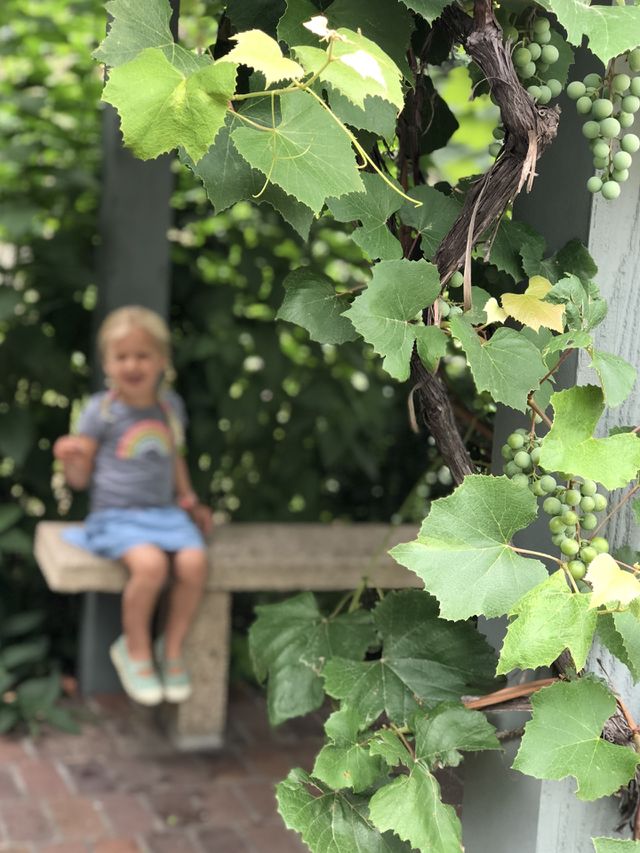 Grapes