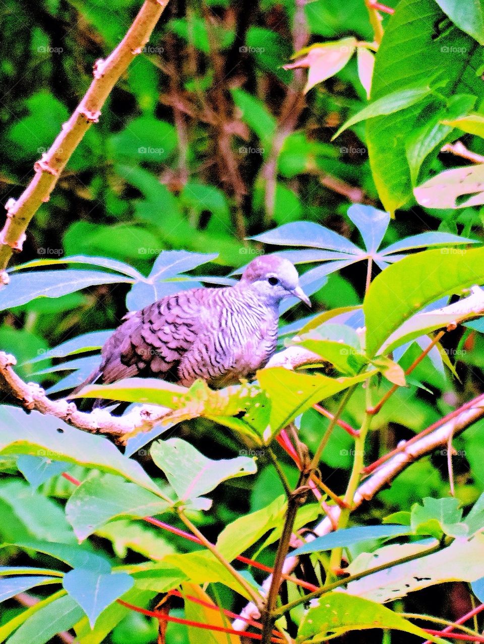 Zebra dove