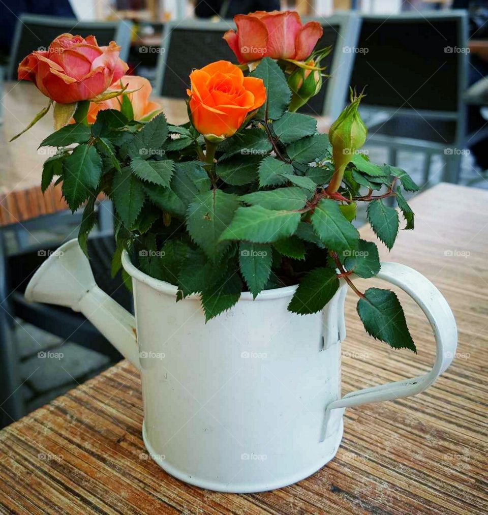 Roses in the watering can