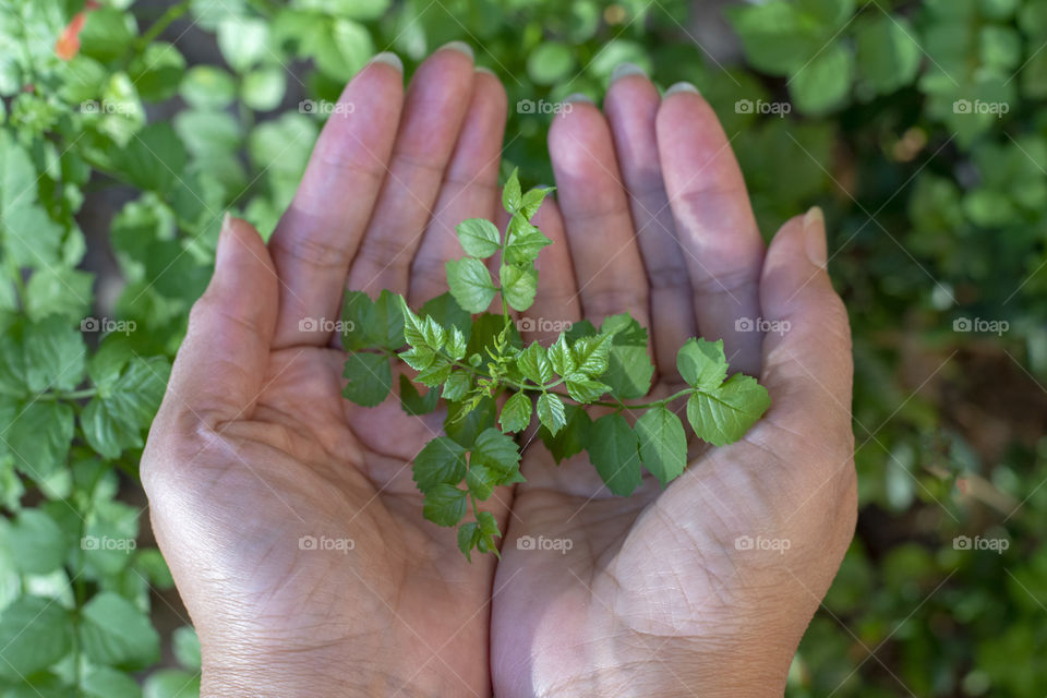 Growth, Leaf, Maturation, Sprout, Flora