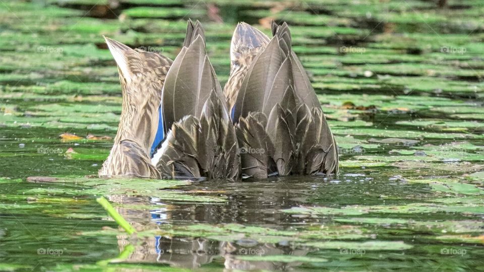 Synchronized Swimming