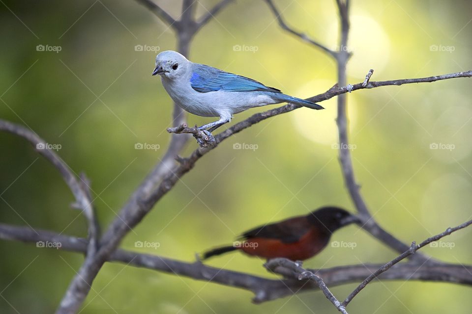 Blue and Gray Tanager