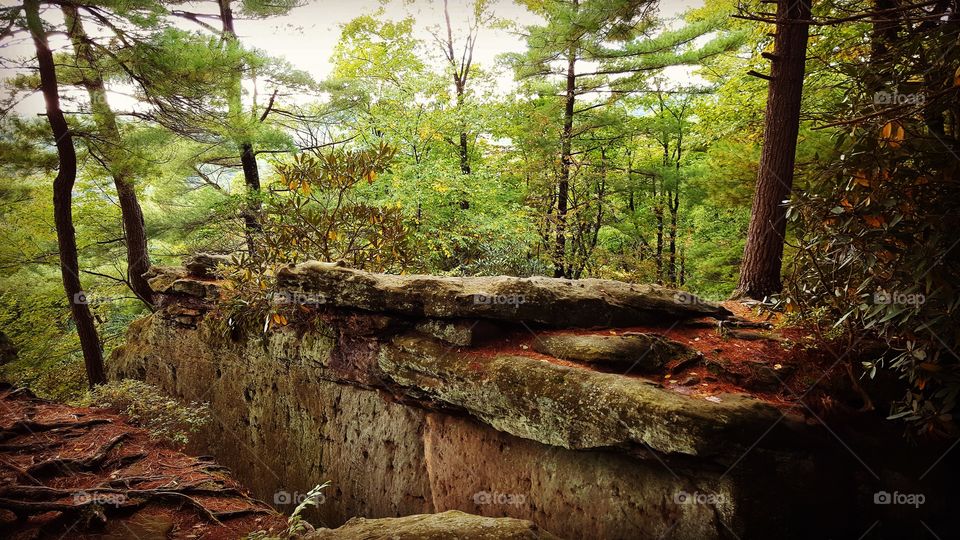 Forest rock ledge covered in moss and fallen leaves in early autum.